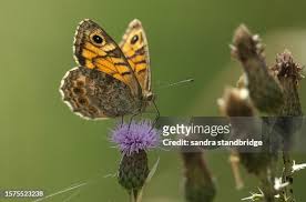 Attēlu rezultāti vaicājumam “Lasiommata megera female”