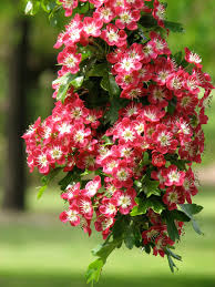 Attēlu rezultāti vaicājumam “Crataegus laevigata”