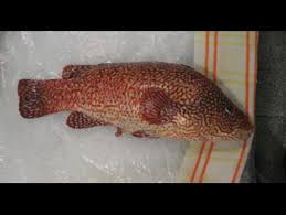 Image result for Labrus bergylta