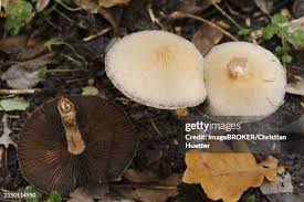 Attēlu rezultāti vaicājumam “Psathyrella lacrymabunda”