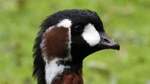 Image result for Branta ruficollis