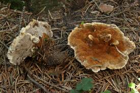 Attēlu rezultāti vaicājumam “Onnia triquetra”