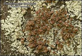 Attēlu rezultāti vaicājumam “Parmeliopsis ambigua”