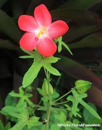 Image result for Abelmoschus moschatus