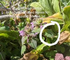 Attēlu rezultāti vaicājumam “Lamium purpureum leaf”