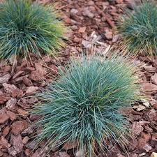 Attēlu rezultāti vaicājumam “Koeleria glauca”