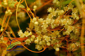 Attēlu rezultāti vaicājumam “Cuscuta epithymum subsp. trifolii flower”