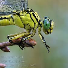 Attēlu rezultāti vaicājumam “Gomphus flavipes”