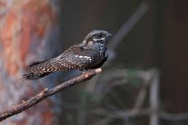 Attēlu rezultāti vaicājumam “Caprimulgus europaeus adult”