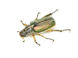 Attēlu rezultāti vaicājumam “Scarabaeidae”