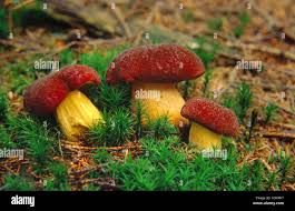 Attēlu rezultāti vaicājumam “Xerocomus rubellus”