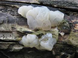 Attēlu rezultāti vaicājumam “Exidia thuretiana”