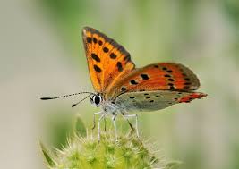 Attēlu rezultāti vaicājumam “Lycaena dispar male”