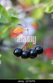 Attēlu rezultāti vaicājumam “x Sorbaronia fallax”