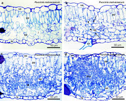 Attēlu rezultāti vaicājumam “Ochropsora ariae spores”