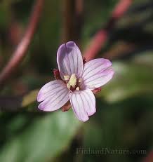 Attēlu rezultāti vaicājumam “Epilobium palustre”