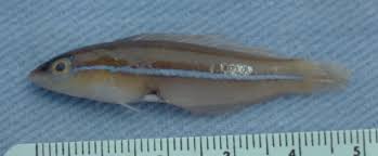 Image result for Halichoeres radiatus