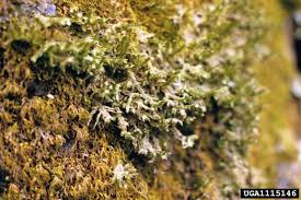 Attēlu rezultāti vaicājumam “Neckera pennata”