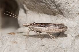 Attēlu rezultāti vaicājumam “Ypsolopha scabrella”