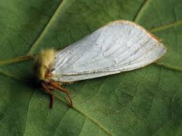 Attēlu rezultāti vaicājumam “Hepialus humuli male”