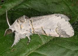 Attēlu rezultāti vaicājumam “Furcula bifida”