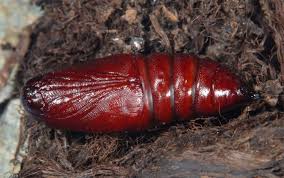 Attēlu rezultāti vaicājumam “Tholera cespitis”