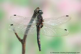Attēlu rezultāti vaicājumam “Leucorrhinia rubicunda”