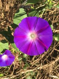 Image result for Prunkwinde