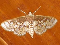 Attēlu rezultāti vaicājumam “Crambidae”