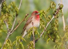 Attēlu rezultāti vaicājumam “Carpodacus erythrinus”