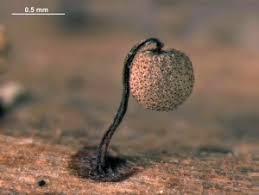 Attēlu rezultāti vaicājumam “Cribraria intricata macro”