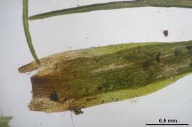 Attēlu rezultāti vaicājumam “Paraleucobryum longifolium”