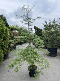 Attēlu rezultāti vaicājumam “Acer pseudosieboldianum”