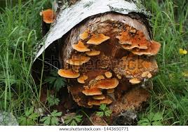 Attēlu rezultāti vaicājumam “Pycnoporellus fulgens”