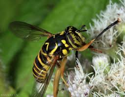Attēlu rezultāti vaicājumam “Syrphidae”