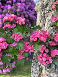 Attēlu rezultāti vaicājumam “Crataegus laevigata flower”