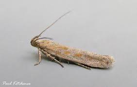 Attēlu rezultāti vaicājumam “Semioscopis avellanella imago”