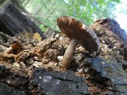 Attēlu rezultāti vaicājumam “Pluteus umbrosus”