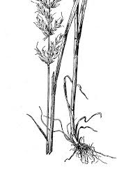 Attēlu rezultāti vaicājumam “Arrhenatherum elatius”