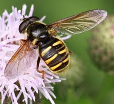 Attēlu rezultāti vaicājumam “Sericomyia silentis”