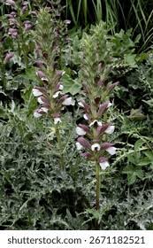 Attēlu rezultāti vaicājumam “Anomodon longifolius”