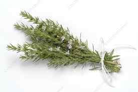 Image result for Satureja hortensis