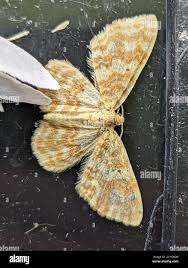 Attēlu rezultāti vaicājumam “Hydrelia flammeolaria”