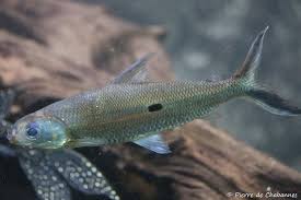 Attēlu rezultāti vaicājumam “Harminius undulatus”