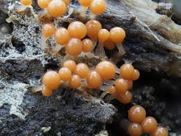 Attēlu rezultāti vaicājumam “Trichia erecta spores”