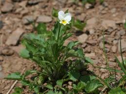 Attēlu rezultāti vaicājumam “Viola arvensis”
