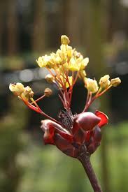 Attēlu rezultāti vaicājumam “Acer platanoides flower”