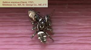 Attēlu rezultāti vaicājumam “Salticus scenicus”