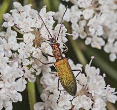 Attēlu rezultāti vaicājumam “Chrysanthia geniculata”