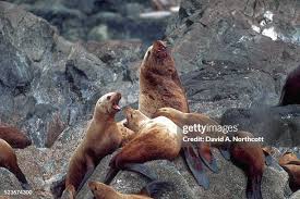 Image result for Eumetopias jubatus